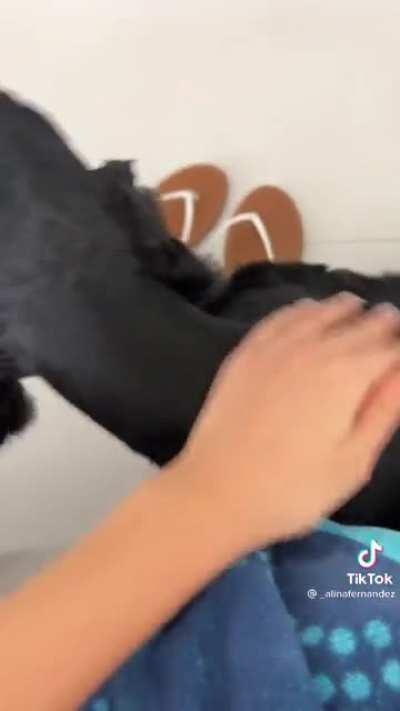 Check out @_alinafernandez puppies!