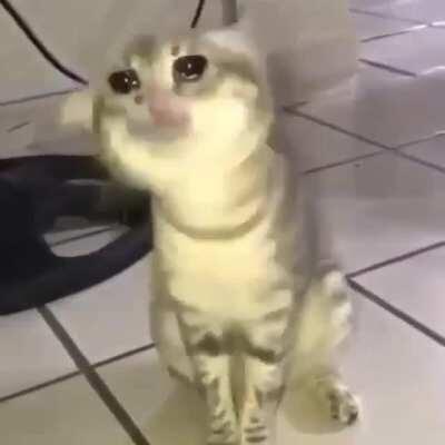 Oh no poor katty 😿😢😔