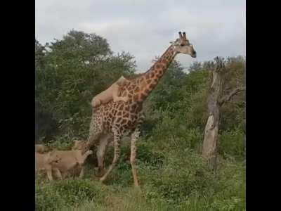 To take down a giraffe