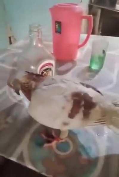 The Most Sober Balkan Birb