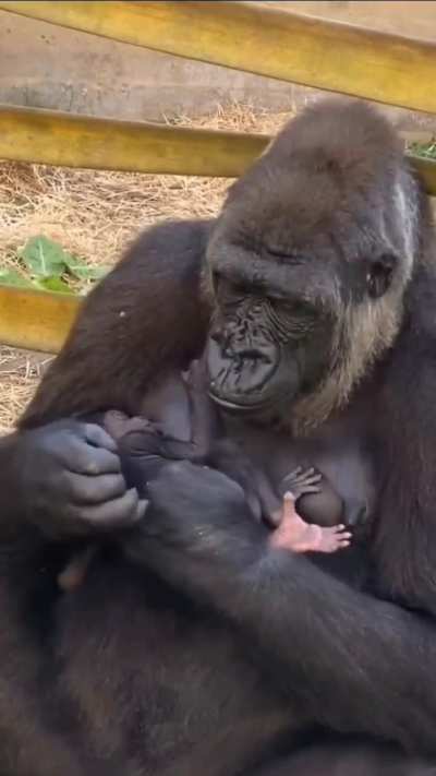 Gorilla breastfeeding her baby
