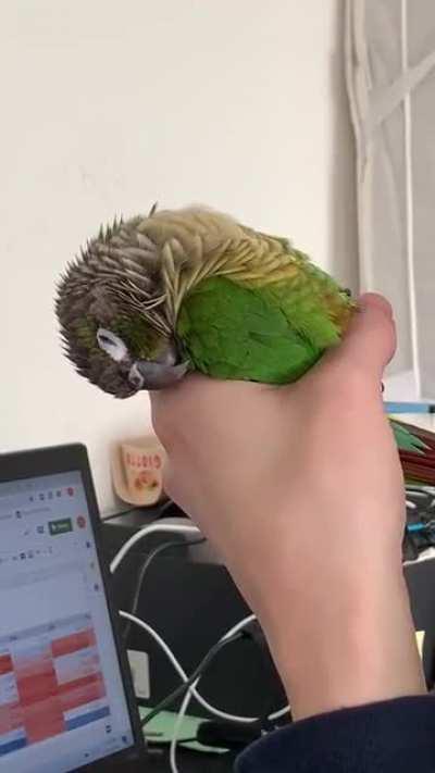 Borb cone melts in human’s hand after partying too hard