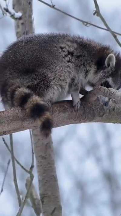 🔥Raccoons are nocturnal animals and sleep during the day. They sleep in all sorts of places from trees to holes in the ground and even in abandoned sheds and cars