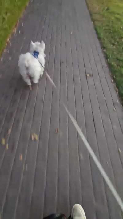 Louie might be an athlete