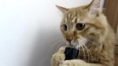 Cat derp vs vacuum