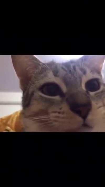 un gatito comiendo 😀