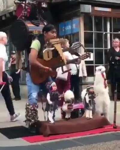 One man orchestra. She is working so hard