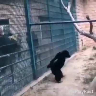 zeke throwing rocks at erwin in RtS be like