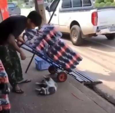 Cat in the way, human problem.