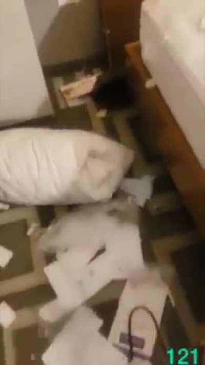 El tigre parra lo a vuelto a hacer diablo 😈💀