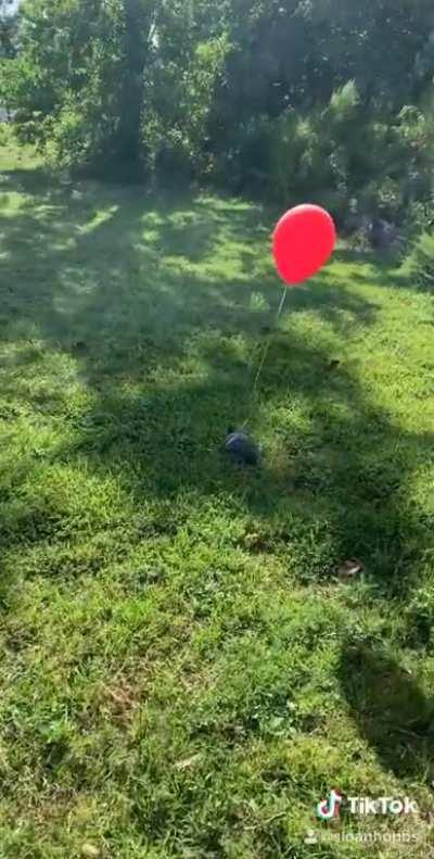 Turtle runaway problem solved