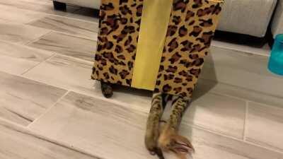 Some tapping from under a box