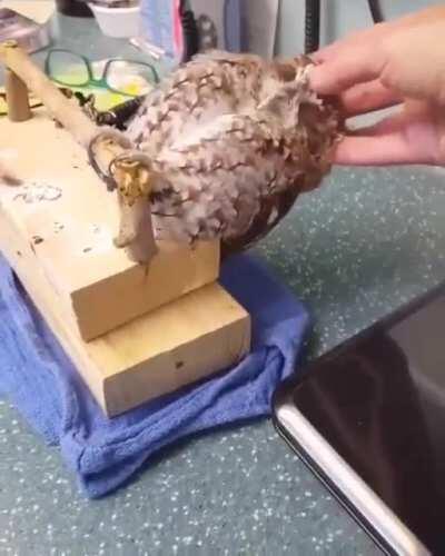 eViL HuMaN SuCKs bRaiNs OuT oF BaBy OwL