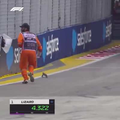 F1 crew chasing a lizard off the race track as it’s being timed live