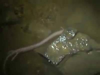 🔥Olms are cave-dwelling salamanders that can go 10 years without food, and potentially live for 100 years