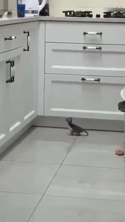 To jump up onto a counter