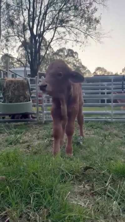 Norman is terrified.....[OC]