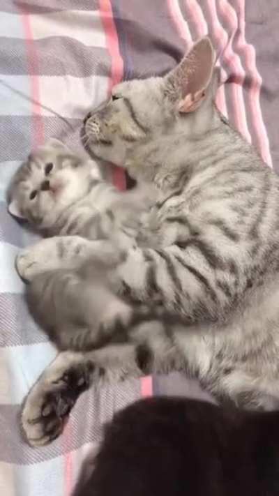 Kitten playing with its mother