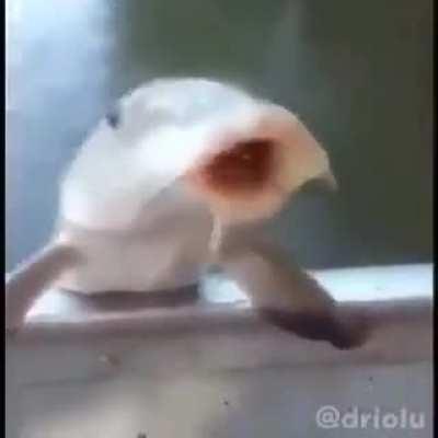 Drink it up chucklenuts