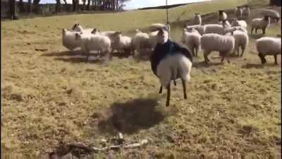 Sheep's Are Very Dim Animals,