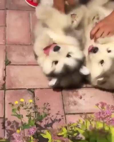 Loving the pets that they are getting