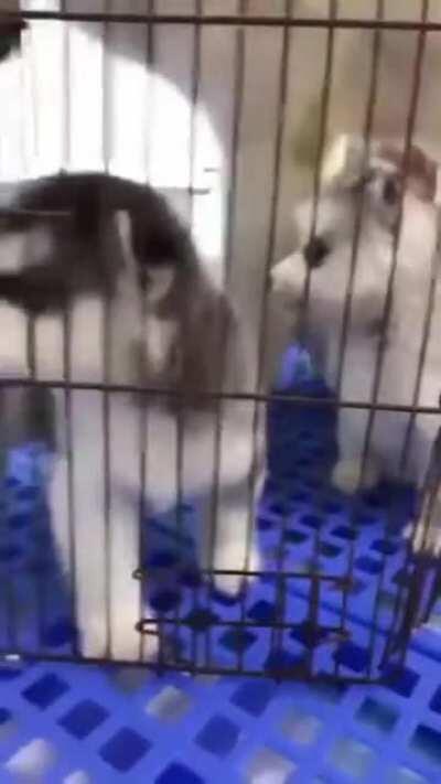 Huskies are such drama-queen.