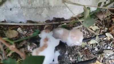 Three days old criminals born in my planter