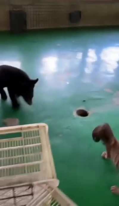 The bear: DAMN BRO WTF IS THAT