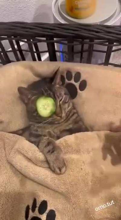 The cat has a great life