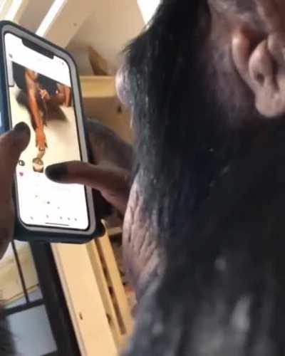 Chimpanzee casually browsing Instagram