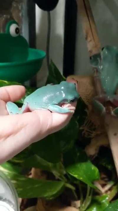 This huge worm is putting up a heck of a fight