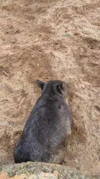 Wombat zoomies