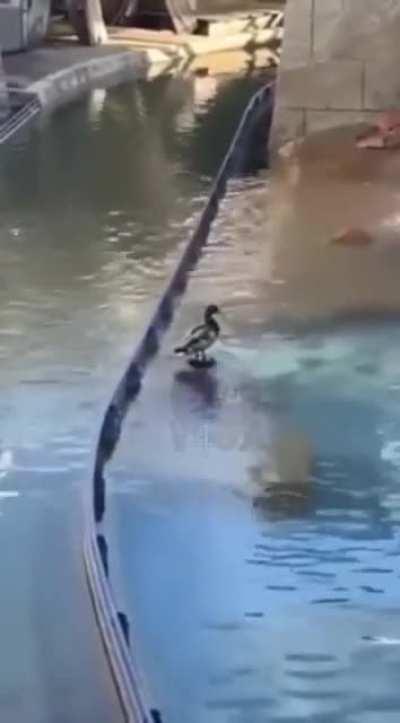 Pode nem mais relaxar 🤡