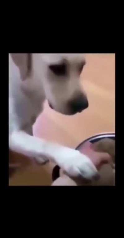 to save her pups by sacrificing herself