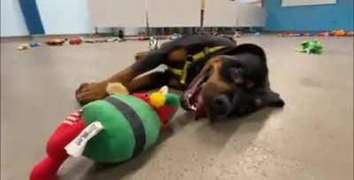 Dogs Getting To Pick Out Their Christmas Gift