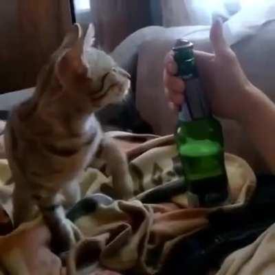 Russian cats are a different breed