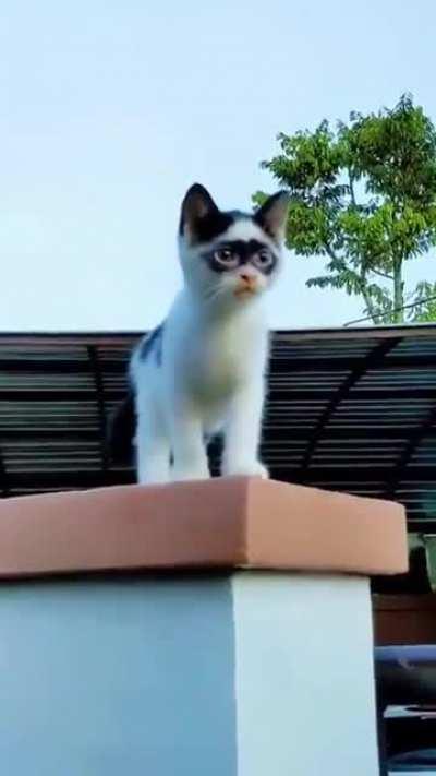 There's a new hero in town... whiskers!!!