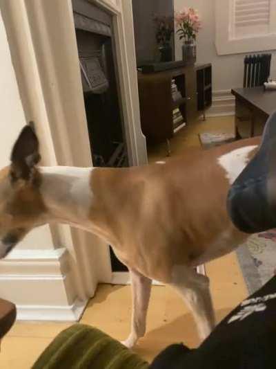 My dog walking into the kitchen