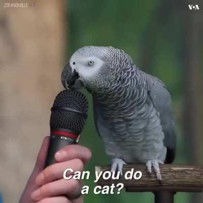 Extremely Smart Parrot