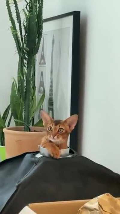 beL0VeD HOuSeCaT fuCkiNg SUcKeD iNT0 W00DcHiPPeR