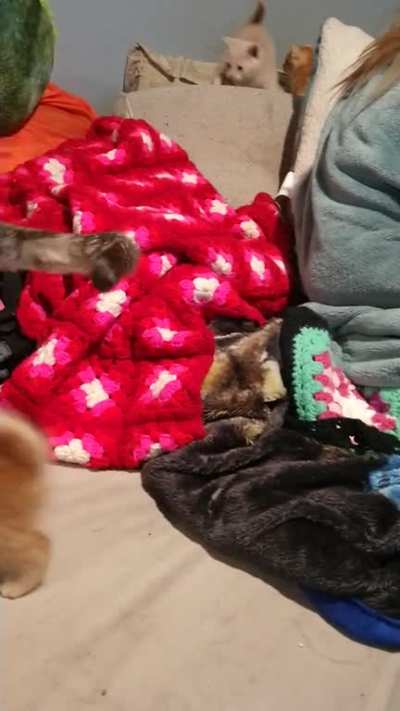 Special Fred and the potter gang lol beating up on aunt mini and momma cat