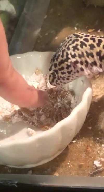 He went for the Big Worm