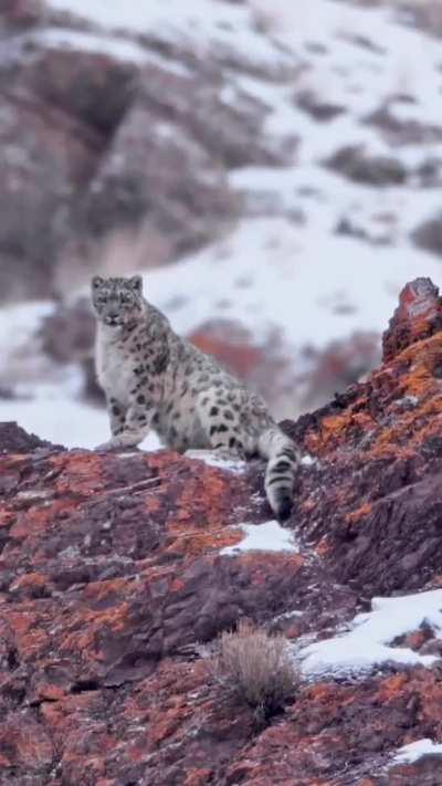 🔥 The Ghost of The Himalayas - Ladakh, India