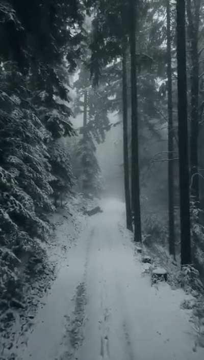 Moody winter days at the Black Forest in Germany
