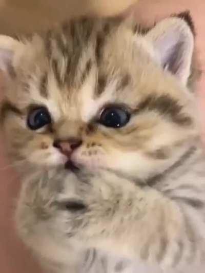 Cats are the best thing that exists