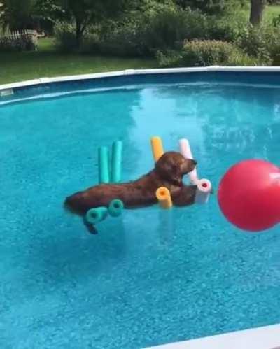 Doggo Peacefully Floating in the Swimming Pool