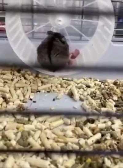 Post birthing abortion