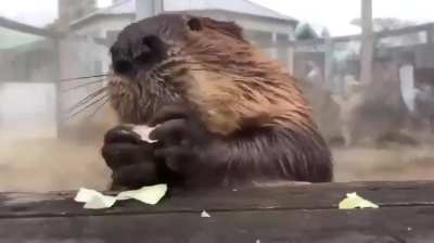 Watching a beaver eat reduces stress by 37%, scientifically proven.