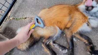 Zoey loves being brushed