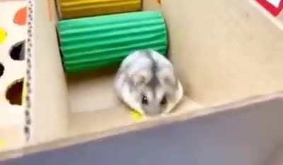 Хомячий Форт Бойяр